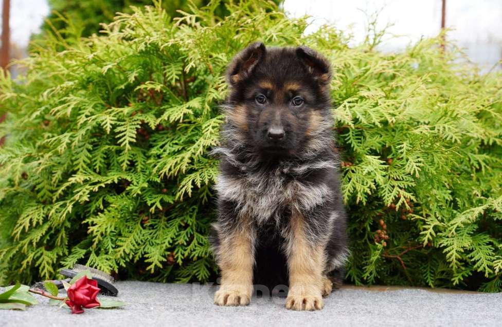 Собаки в Москве: Немецкая овчарка щенок мальчик Мальчик, 50 000 руб. - фото 3