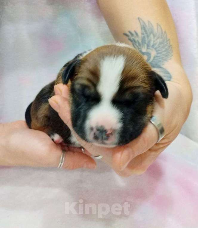 Собаки в Москве: Шикарная малышка амстаффа  Девочка, 80 000 руб. - фото 4