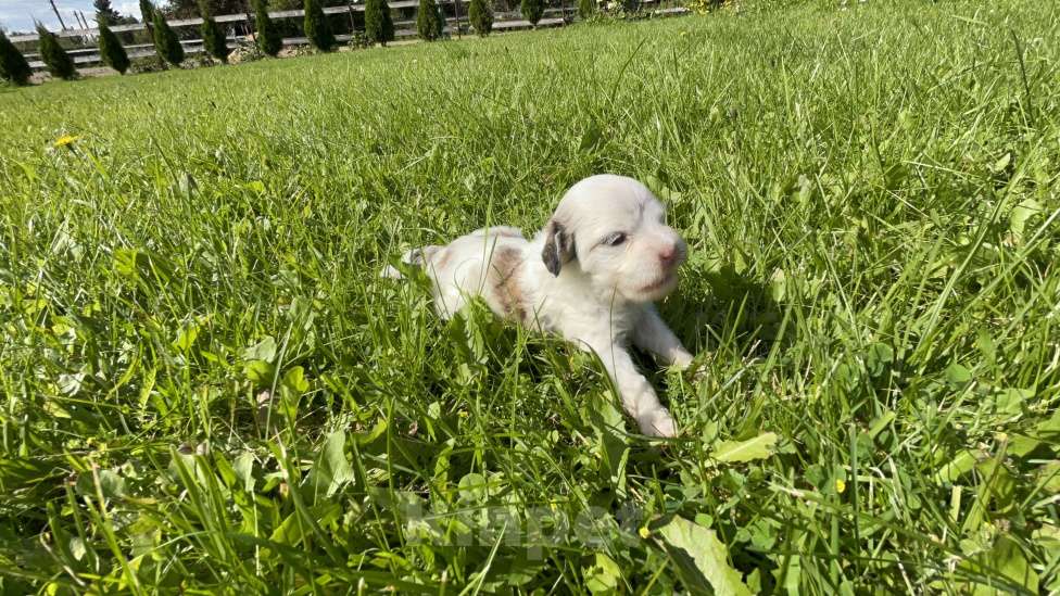 Собаки в Красногорске: КСОЛО КЛАБ ХЕЛЕНА ХОЛЛИДЭЙ Девочка, 70 000 руб. - фото 2