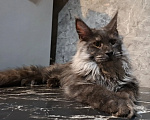 Кошки в Омске: Котенок мейн-кун Мальчик, 45 000 руб. - фото 5