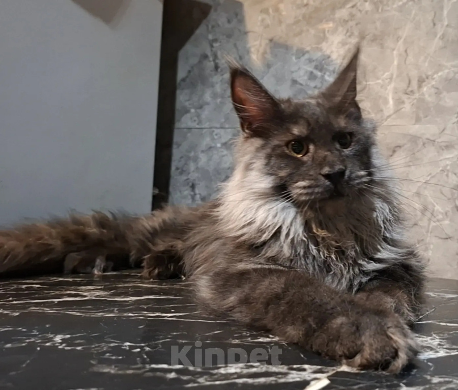 Кошки в Омске: Котенок мейн-кун Мальчик, 45 000 руб. - фото 5
