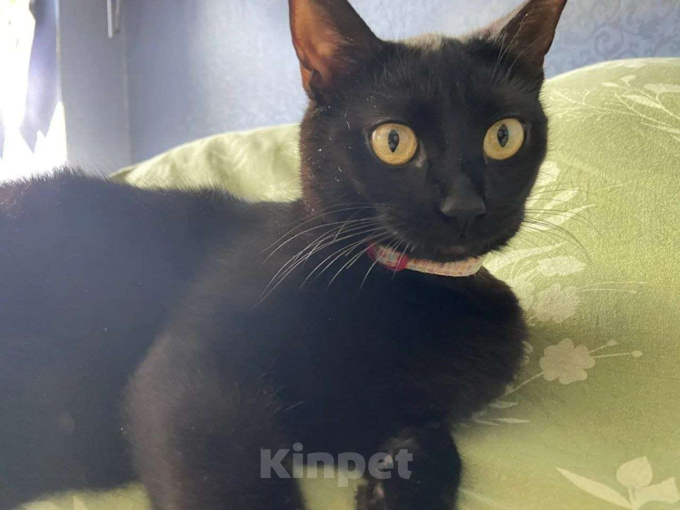 Кошки в Москве: Очаровательная Ночка ищет семью Девочка, Бесплатно - фото 6