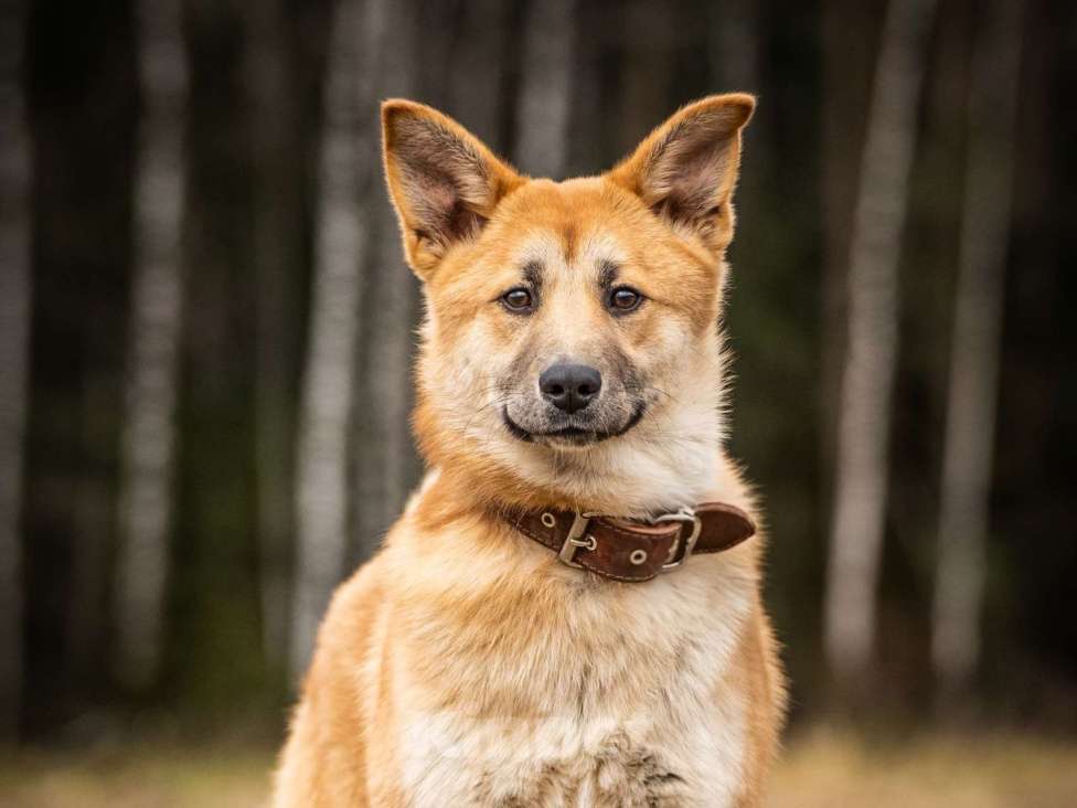 Собаки в Клине: Хеди — настоящая искорка счастья Девочка, Бесплатно - фото 1