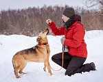 Собаки в Москве: Шеба ищет свой дом Девочка, Бесплатно - фото 4