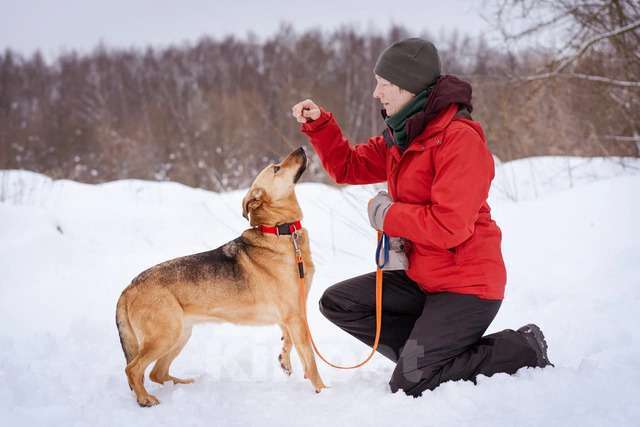 Собаки в Москве: Шеба ищет свой дом Девочка, Бесплатно - фото 4