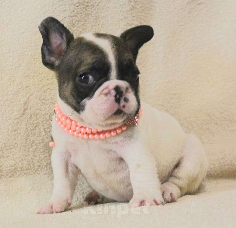 Собаки в Москве: Щенок французик,девочка Девочка, 130 000 руб. - фото 7