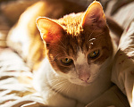 Кошки в Долгопрудном: Коты  братья Тор и Локи в добрые руки Мальчик, 1 руб. - фото 6