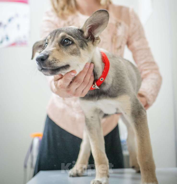 Собаки в Москве: Щенок Фиби  Девочка, Бесплатно - фото 3