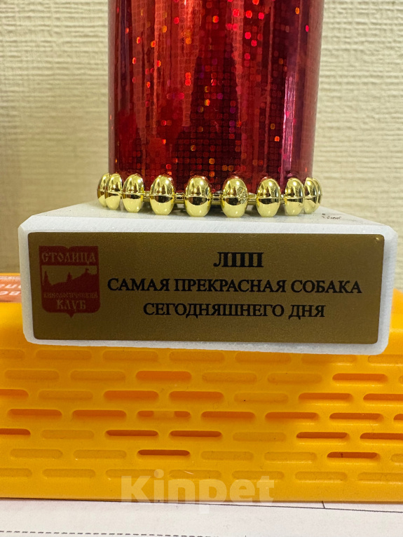 Собаки в Москве: Для вязки Мальчик, Бесплатно - фото 8