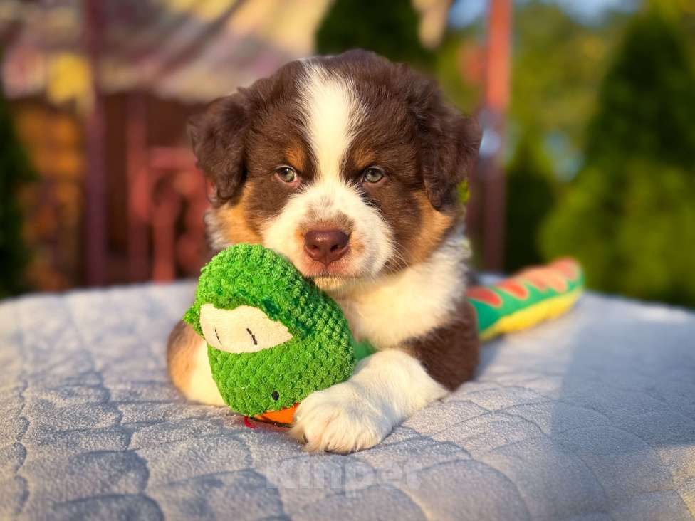Собаки в Москве: Медвежонок мальчик Аусси Мальчик, Бесплатно - фото 4