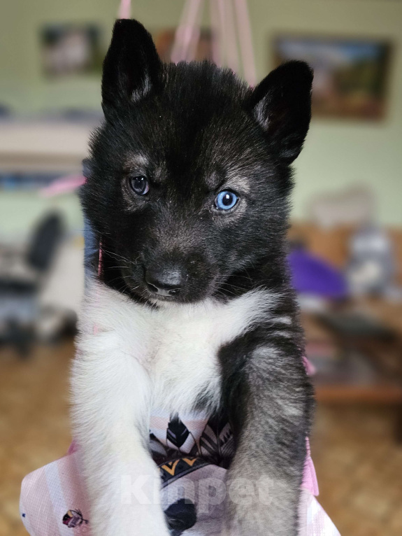 Собаки в Воронеже: Мальчик Сибирского хаски Мальчик, Бесплатно - фото 2