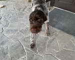 Собаки в Сочи: Найден Дратхаар , кобель, район Головинка Мальчик, Бесплатно - фото 2