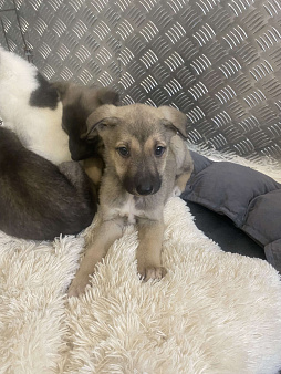 Герда в добрые руки