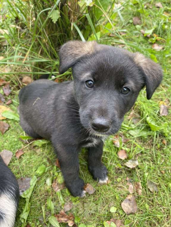 Собаки в Москве: Внуки хаски Девочка, 200 руб. - фото 3