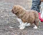 Собаки в Рязани: Щенок болгарской овчарки, собака для охраны Мальчик, 70 000 руб. - фото 5
