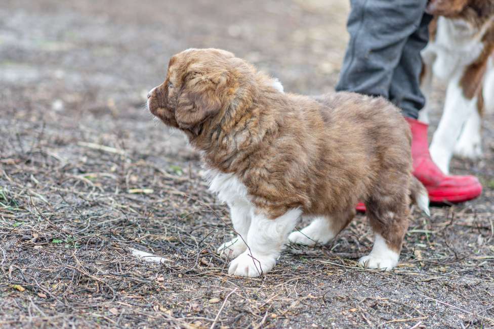 Собаки в Рязани: Щенок болгарской овчарки, собака для охраны Мальчик, 70 000 руб. - фото 5