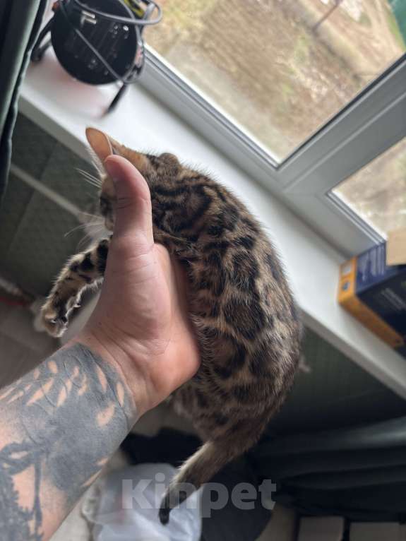 Кошки в других городах Саратовской области: Мальчик Мальчик, 10 000 руб. - фото 8