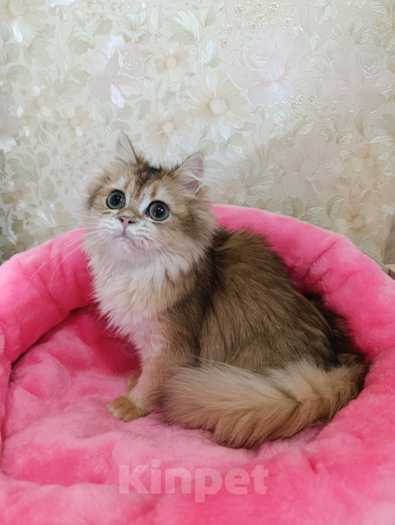 Кошки в Санкт-Петербурге: Золотой британский котик Мальчик, 9 000 руб. - фото 7