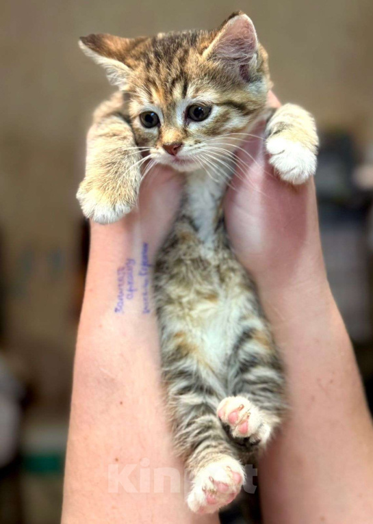 Кошки в Москве: Котёнок Пачуля в добрые руки  Девочка, Бесплатно - фото 2