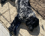 Собаки в Астрахани: Найден кабель, русский охотничий спаниель Мальчик, Бесплатно - фото 3