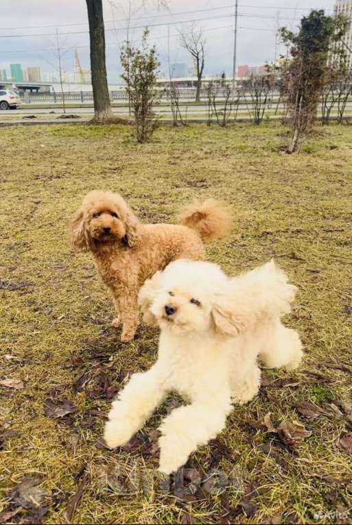 Собаки в Москве: Дженни Девочка, 90 000 руб. - фото 2