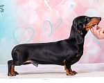 Собаки в Королеве: Потрясающий миниатюрный красавчик  .  Мальчик, 65 000 руб. - фото 8