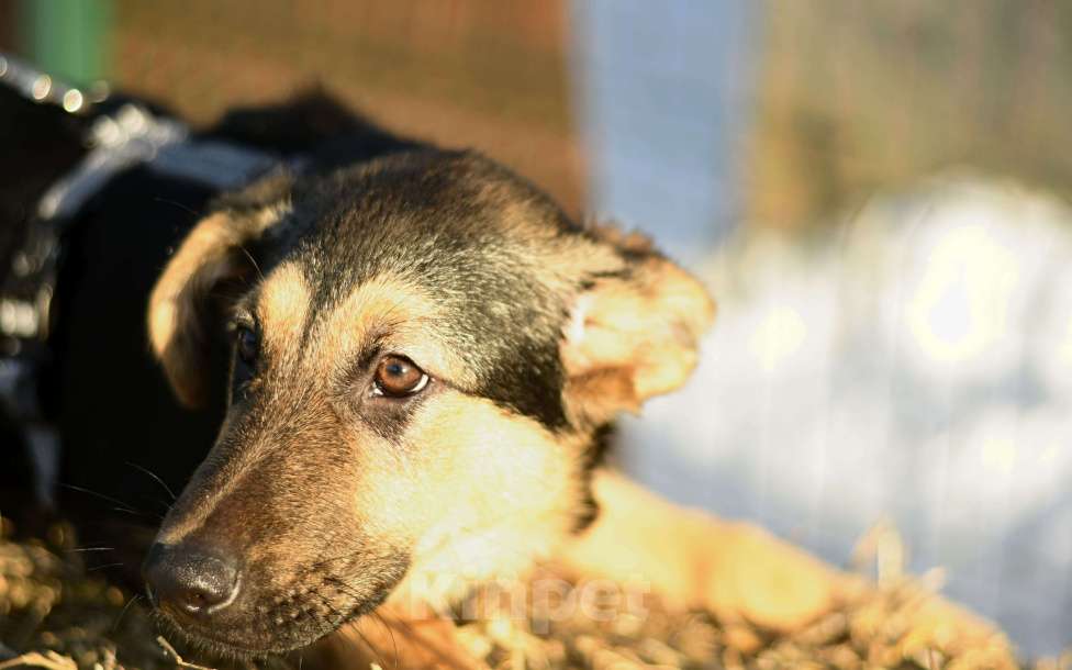 Собаки в Москве: щенок Чупа в добрые руки Девочка, Бесплатно - фото 6