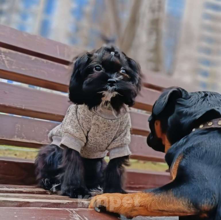 Собаки в Ижевске: Мальтипу девочка Девочка, 65 000 руб. - фото 1