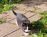Кошки в Долгопрудном: Котёнок в добрые руки Мальчик, Бесплатно - фото 1