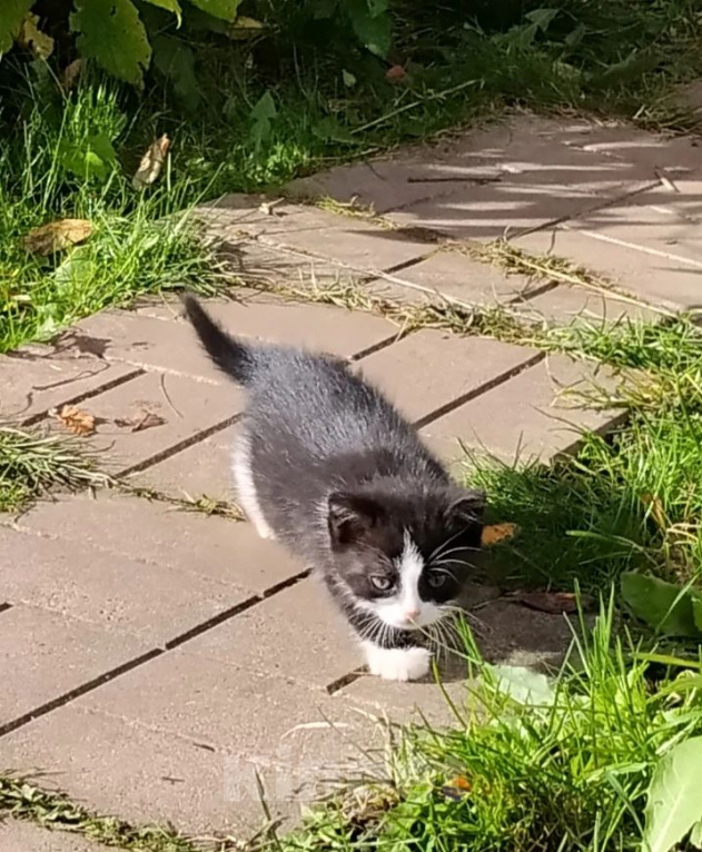 Кошки в Долгопрудном: Котёнок в добрые руки Мальчик, Бесплатно - фото 1