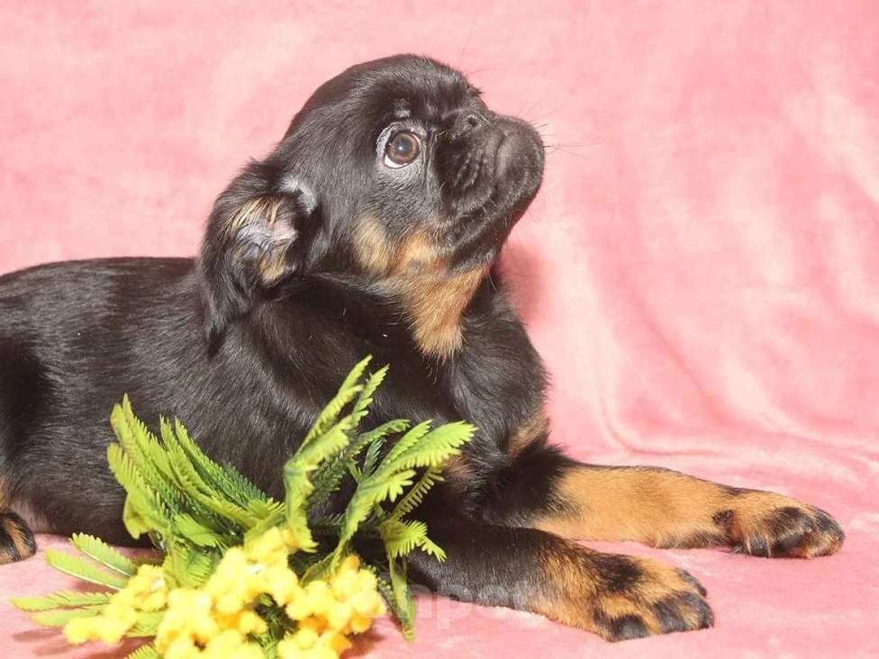 Собаки в Санкт-Петербурге: Красотка Девочка, 80 000 руб. - фото 7