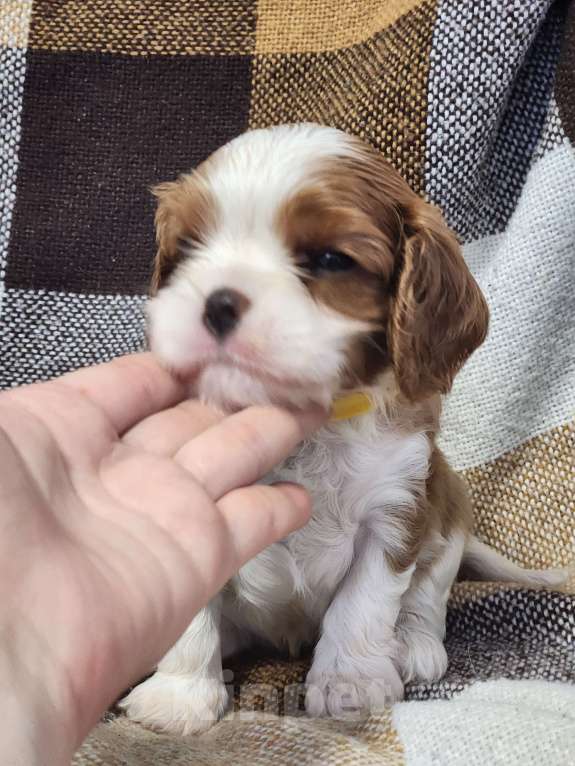 Собаки в Анапе: Желтая лента  Девочка, 110 000 руб. - фото 3