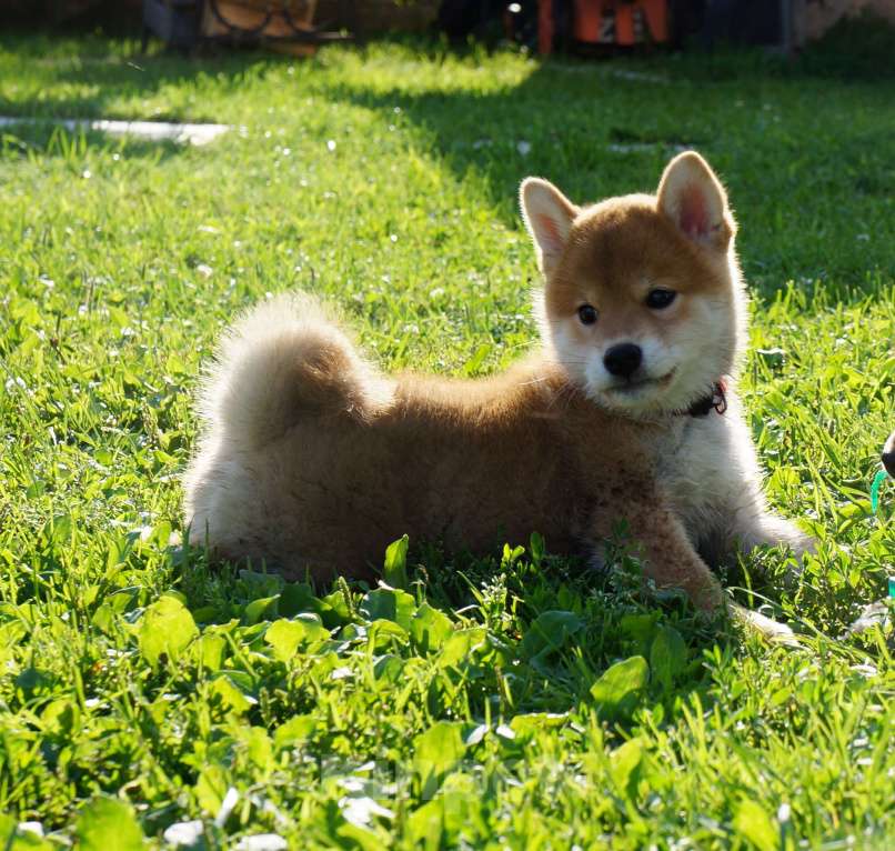 Собаки в других городах Московской области: Щенки Сиба-Ину (девочка с красным ошейником) Девочка, 100 000 руб. - фото 2