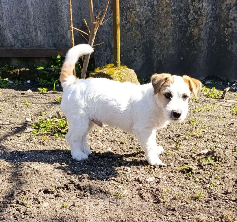 Собаки в других городах Краснодарского края: Мальчик Джек Рассел терьер Мальчик, 25 000 руб. - фото 9