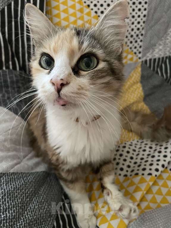 Кошки в Симферополе: Кошка в добрые руки Девочка, Бесплатно - фото 4