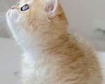 Кошки в Балашихе: Британский короткошерстный котенок Девочка, 70 000 руб. - фото 2