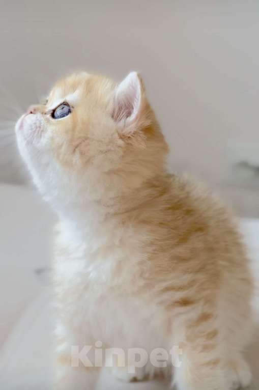 Кошки в Балашихе: Британский короткошерстный котенок Девочка, 70 000 руб. - фото 2