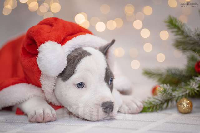 Собаки в Москве: Голубые щенки амстаффа из питомника Мальчик, 100 000 руб. - фото 2