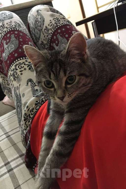 Кошки в Тюмени: Ищу любящих хозяев для ласковой кошечки  Девочка, Бесплатно - фото 9