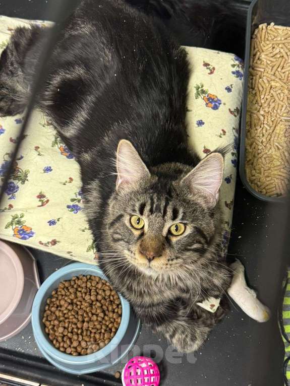 Кошки в Москве: Красавец кот Сатурн в добрые руки  Мальчик, Бесплатно - фото 2