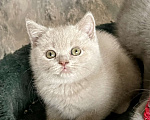 Кошки в Санкт-Петербурге: Ласковые котята Девочка, 35 000 руб. - фото 4