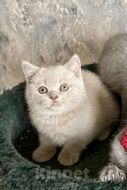 Кошки в Санкт-Петербурге: Ласковые котята Девочка, 35 000 руб. - фото 4