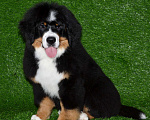 Собаки в Москве: Девочка Бернский зенненхунд  Девочка, 120 000 руб. - фото 6