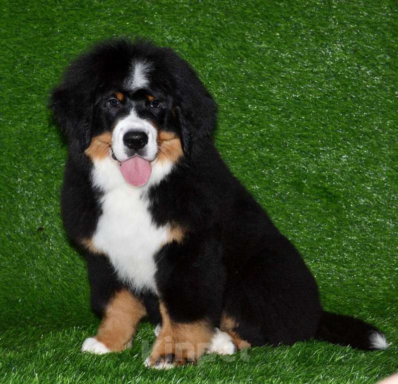 Собаки в Москве: Девочка Бернский зенненхунд  Девочка, 120 000 руб. - фото 6