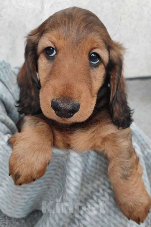 Собаки в Рязани: Предлагаю щенков таксы стандартной длинношерстной от красивой пары чемпионов. Мальчик, 50 000 руб. - фото 2