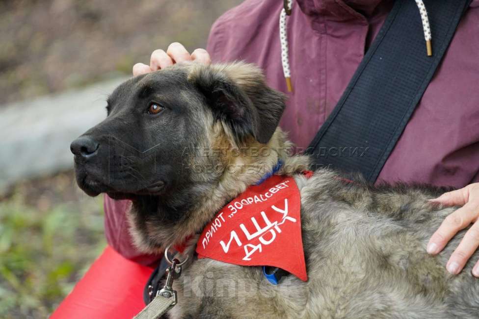 Собаки в Москве: Дисин Мальчик, Бесплатно - фото 5