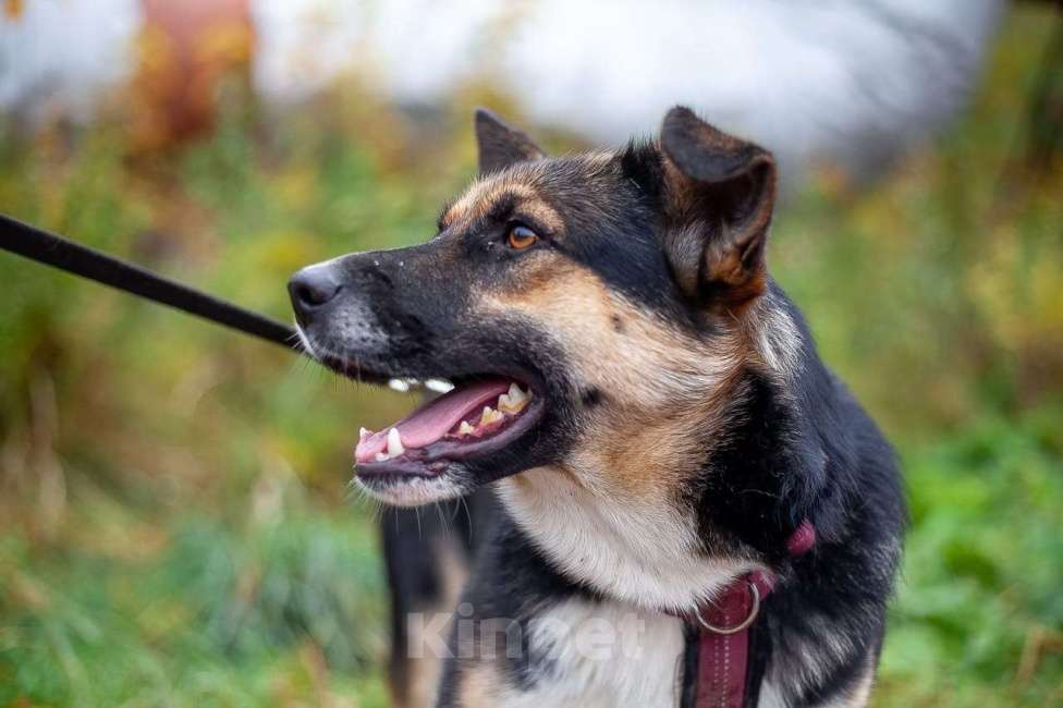 Собаки в Москве: Сью Девочка, Бесплатно - фото 2