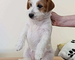 Собаки в других городах Краснодарского края: Девочка Джек Рассел терьер Девочка, 30 000 руб. - фото 3