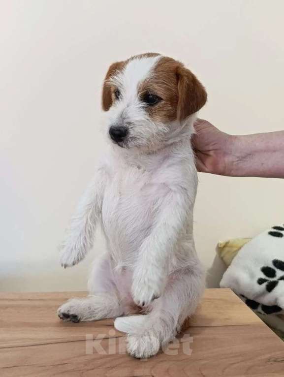 Собаки в других городах Краснодарского края: Девочка Джек Рассел терьер Девочка, 30 000 руб. - фото 3