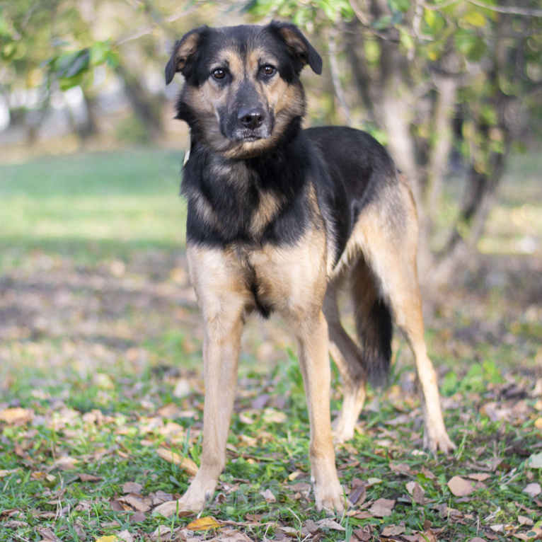 Собаки в Москве: Сириус Мальчик, Бесплатно - фото 3
